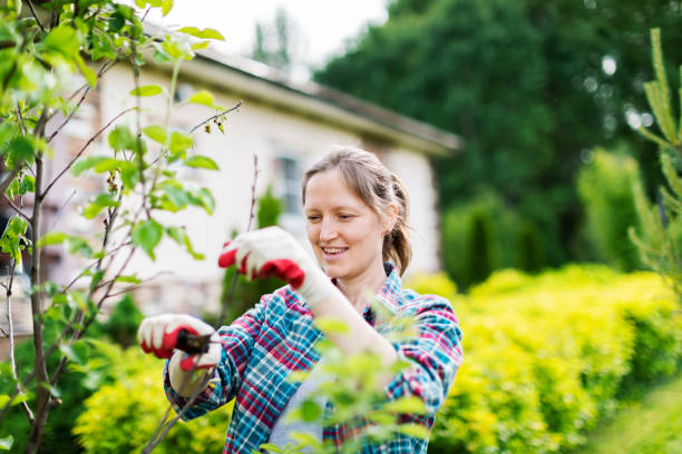 istock Young Woman Trimming  Bushes 1404432821