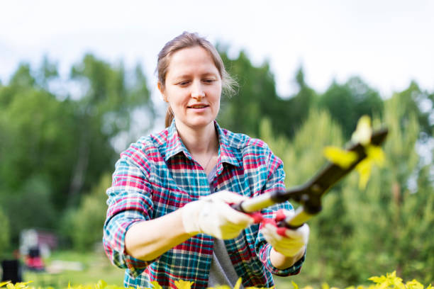 istock Young Woman Trimming  Bushes 1404432880