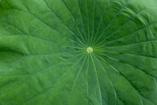 Texture background on the green leaves, texture on the lotus leaf, the leaves background.