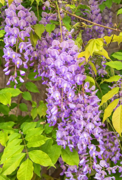 istock Clusters of delicate lilac 1404434480