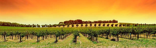 panorama tramonto vigneto - barossa valley foto e immagini stock