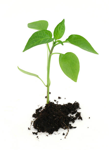 istock newborn plant with soil on white 140443809