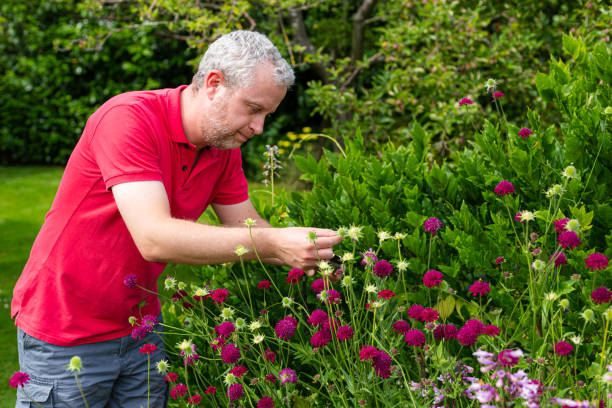 istock Mid adult man working in the garden 1404438221