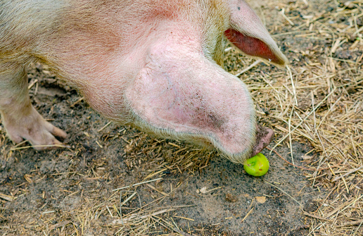 Pig on eco farm
