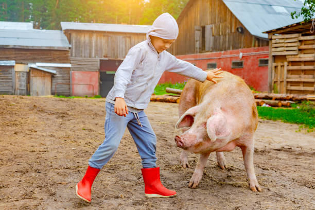 istock Boy with a pig on a farm 1404438939