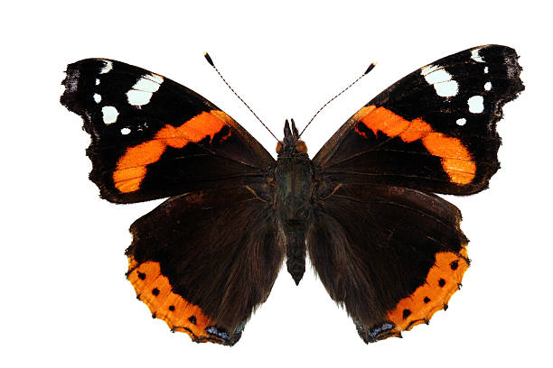 vanessa atalanta (butterfly) vanessa atalanta (butterfly) vanessa atalanta stock pictures, royalty-free photos & images