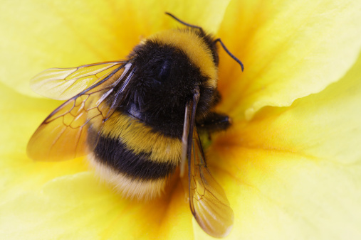 Bumblebee pollenating bright yellow flowers on a sunny day.