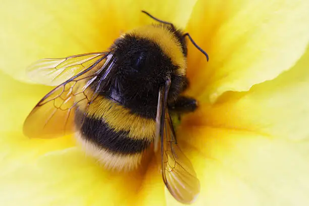 Photo of bumble bee on yellow