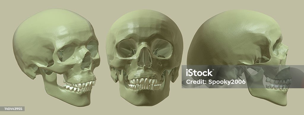 Cráneo variedad. - Foto de stock de Anatomía libre de derechos