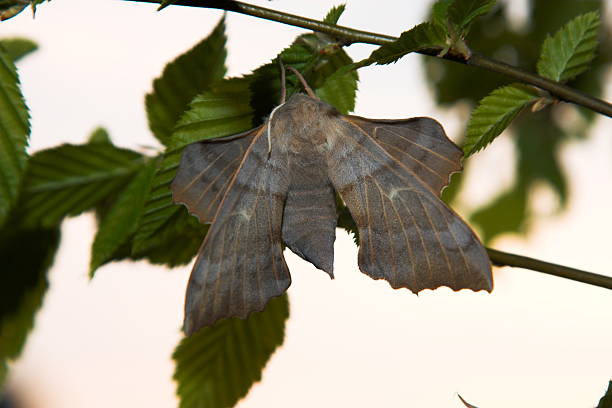 Moth stock photo