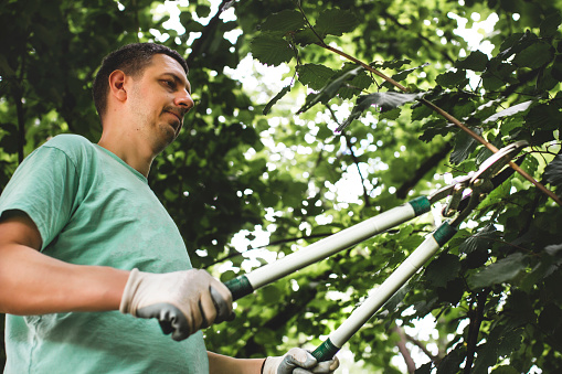 Man pruning garden manually with garden scissors