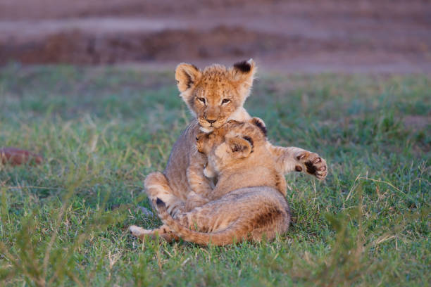 istock Lion cub in the Masai Mara Game Reserve 1404441512