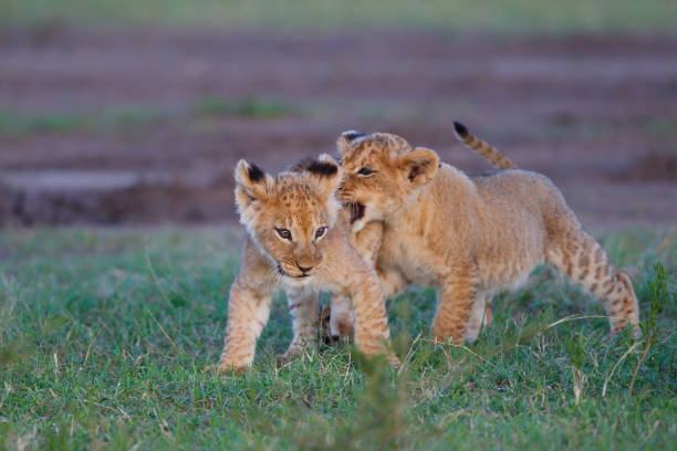 istock Lion cub in the Masai Mara Game Reserve 1404441518