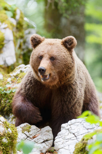 istock Brown bear in the forest and mountains 1404441521