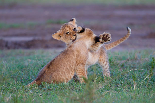 istock Lion cub in the Masai Mara Game Reserve 1404441529