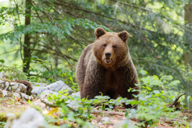 istock Brown bear in the forest and mountains 1404441559