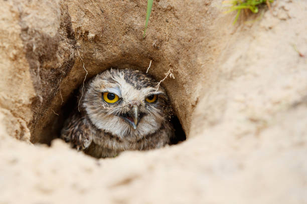 istock Portrait of a Burrowing owl 1404441570
