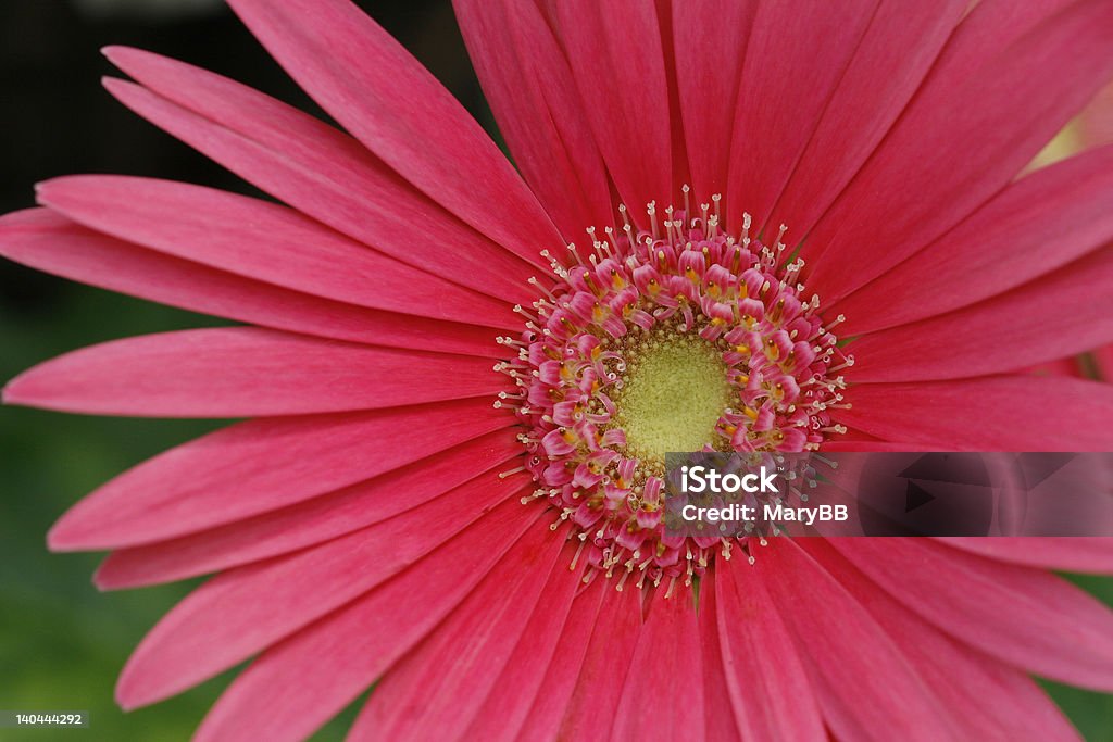 PINK DAISY Macro Daisy Annual - Plant Attribute Stock Photo