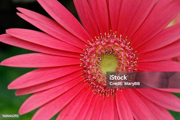 Pink Daisy Stock Photo - Download Image Now - Annual - Plant Attribute, Beauty, Beauty In Nature