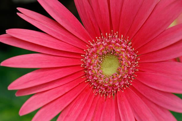 - DE-ROSA FLOR - foto de acervo