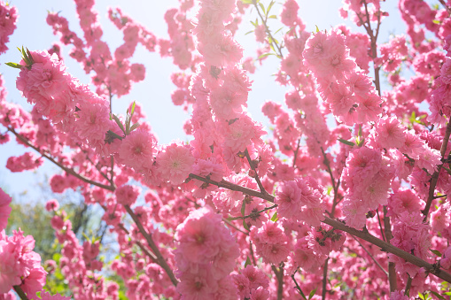 peach blossoms, Prunus persica