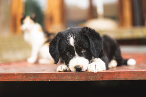 istock Little puppy posing for photography 1404443319