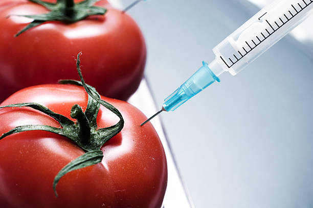 유전자 실험 - genetic modification dna tomato genetic research 뉴스 사진 이미지
