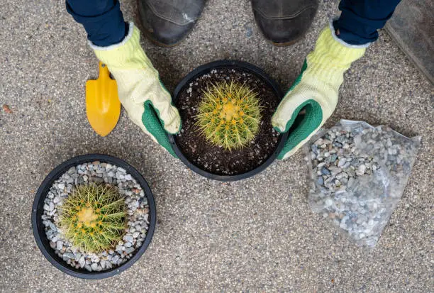 Photo of Farmer hands in protective gloves planting a golden barrel cactus in flower pot.