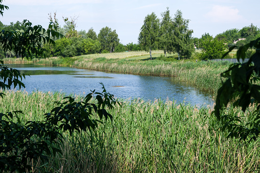 Summer rural landscape with a river overgrown with reeds on a bright sunny day