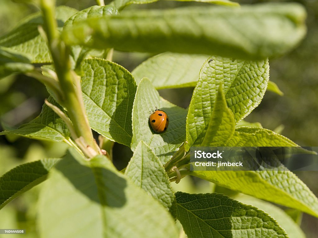 Little thoracica - Photo de Arbre libre de droits