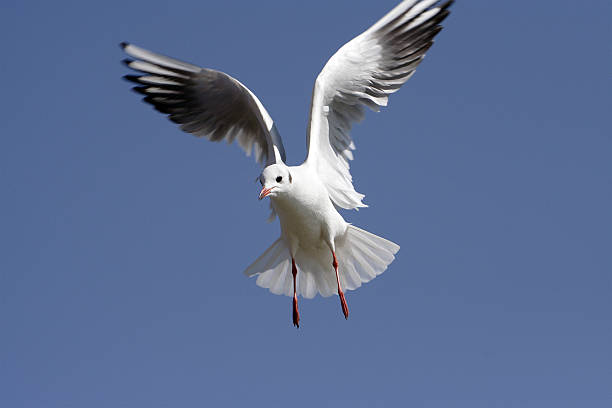 Seagull coming stock photo