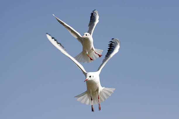 Two seagulls coming stock photo