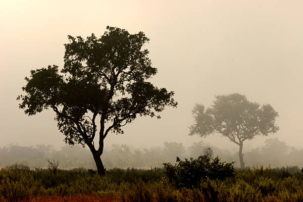 alberi nella nebbia - kruger national park sunrise south africa africa foto e immagini stock