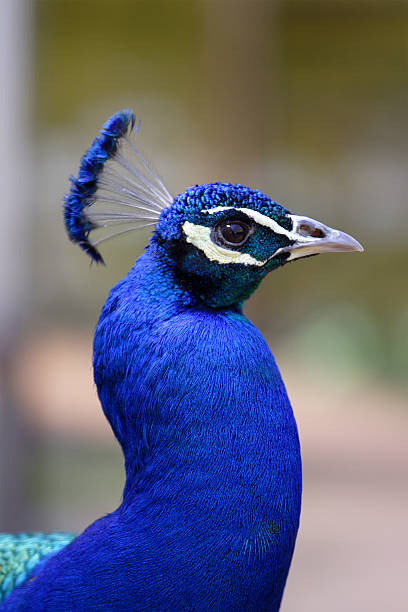 Peacock stock photo