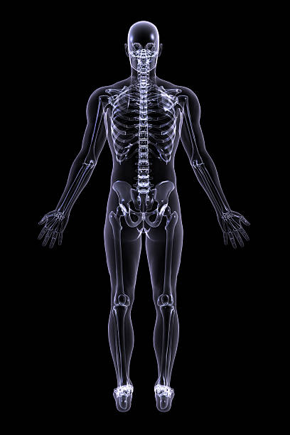 istock Adult Male X-ray - Rear View 140444681
