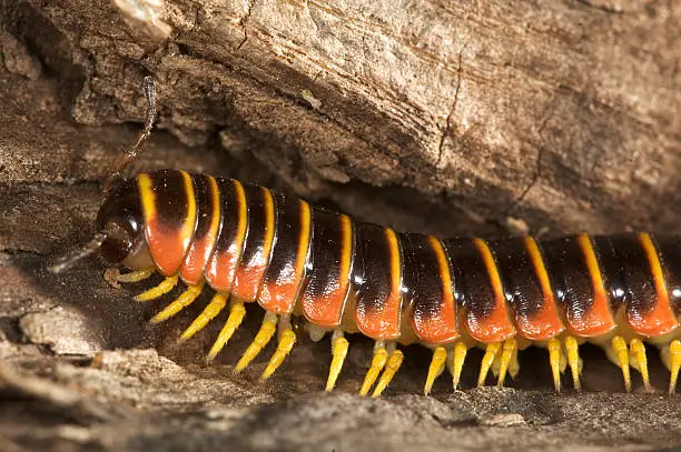 Closeup Millipede Apheloria Virginiensis (Caution when handle. This fellow release cyanide)