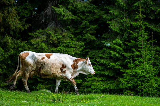 istock Cows in a mountain meadow. Rodna Mountains, Carpathians, Romania. 1404447562