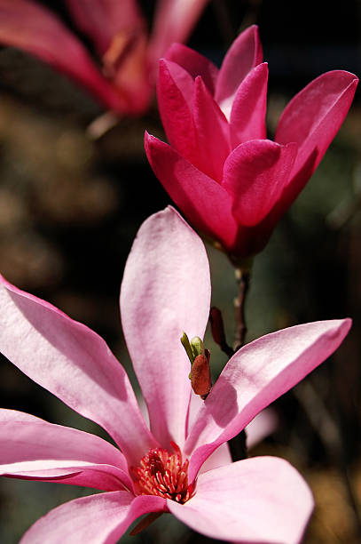 Magnolia cerezos en flor - foto de stock