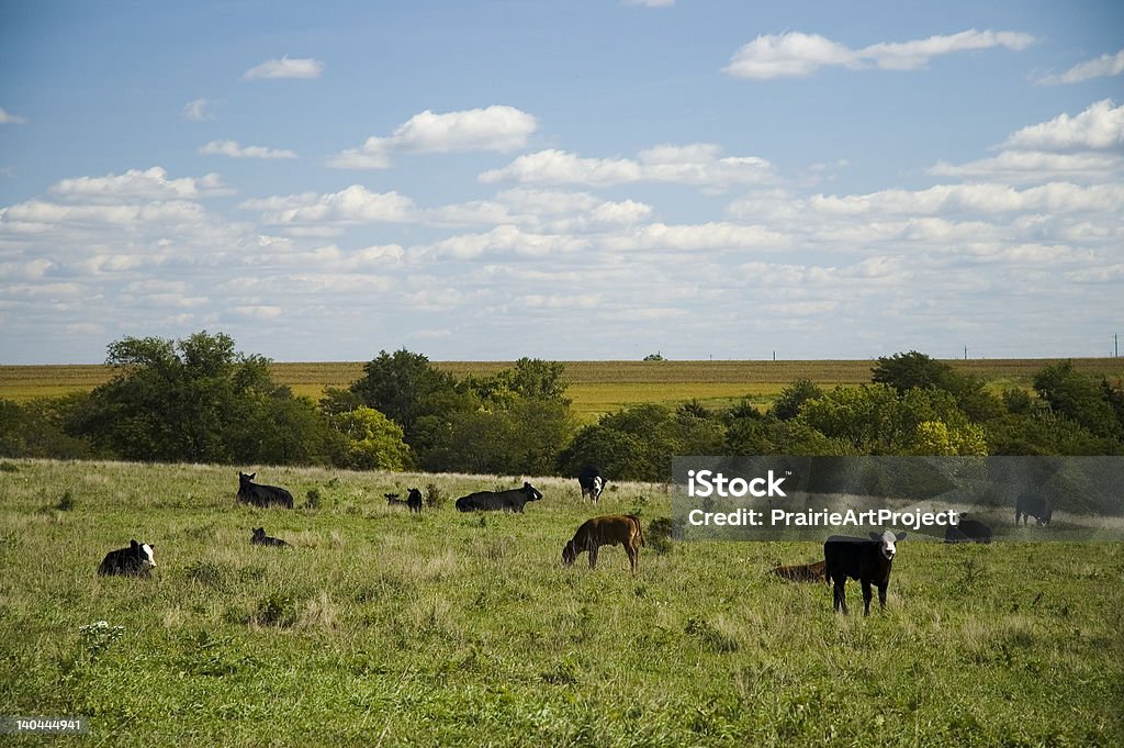 Mucche al pascolo - Foto stock royalty-free di Agricoltura