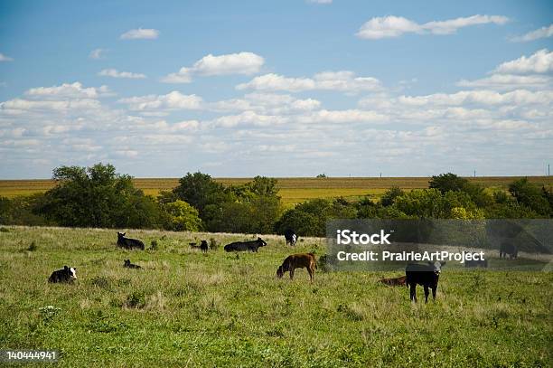 Mucche Al Pascolo - Fotografie stock e altre immagini di Agricoltura - Agricoltura, Ambientazione esterna, Animale