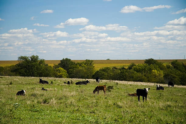 vitelos de pasto - nebraska midwest usa farm prairie imagens e fotografias de stock