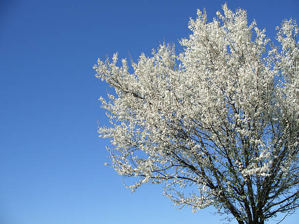 Isolated white blossoming cherry tree in a spring afternoon, cropped on right