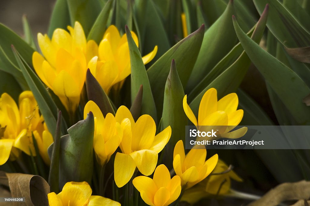 Весной цветок кровать - Стоковые фото Без людей роялти-фри