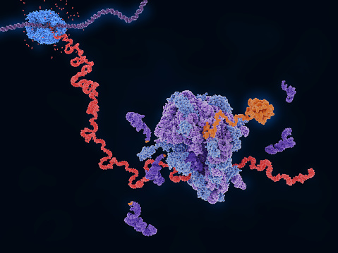 Transcripción y traducción: del ADN a una proteína photo