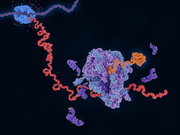 istock Transcription and translation: from DNA to a protein 1404453332