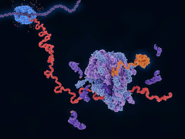 Transcription and translation: from DNA to a protein stock photo
