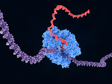 A  RNA polymerase is composed of several proteins. It unwinds DNA strands (violet) and builds RNA (red) out of the nucleotides uridine, adenosine, cytlidine and guanosine monophosphate.