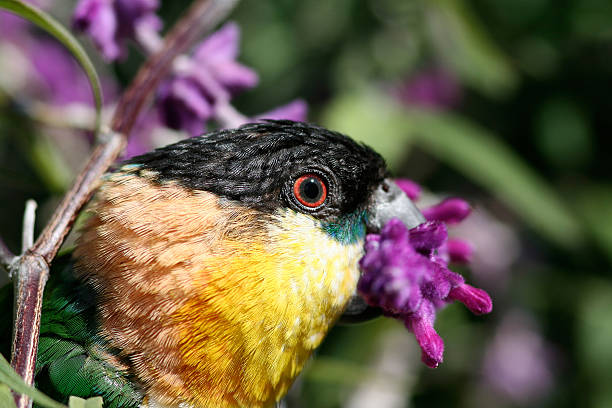 Parrot with All Purple This is a Black-headed Caique (Pionites melanocephala (LinnA)) or a seven colored parrot chewing on an All Purple flower (Salvia leucantha) or Mexican Bush Sage black parrot stock pictures, royalty-free photos & images
