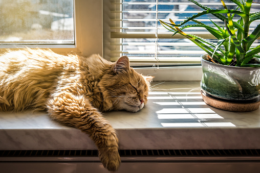 Red lazy cat sleeping on the windowsill in sunlight