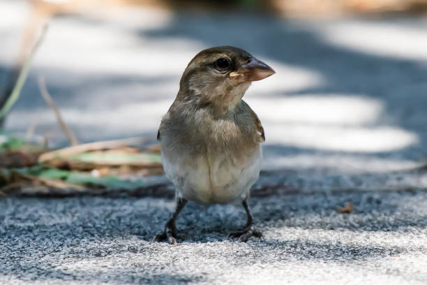 istock Close-up of sparrow 1404454744